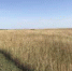65423 - Пугачевское время