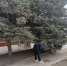 Субботник - Пугачёвский район
