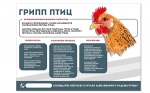 ГРИПП ПТИЦ   - Пугачёвский район