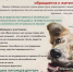 Приют "Беспризорное счастье" обращается к жителям города Пугачева!. - Пугачёвский район
