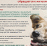 Приют "Беспризорное счастье" ищет добрые руки!. - Пугачёвский район